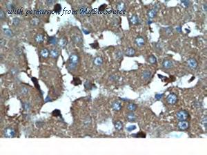 MyBioSource MBS2529143 image 2