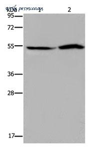 MyBioSource MBS2529149 image 1