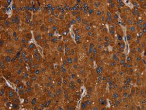 MyBioSource MBS2529149 image 2