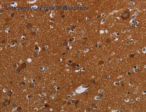 MyBioSource MBS2529149 image 3