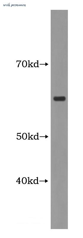 MyBioSource MBS2529187 image 1