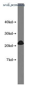 MyBioSource MBS2529290 image 1