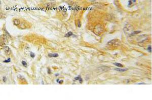 MyBioSource MBS2529290 image 2