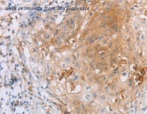 MyBioSource MBS2529359 image 2