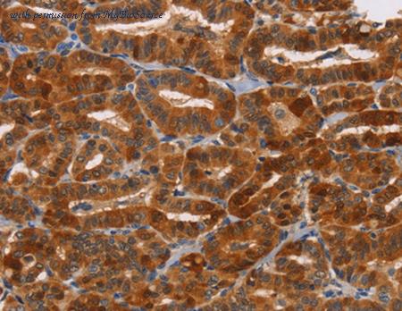 MyBioSource MBS2529630 image 1
