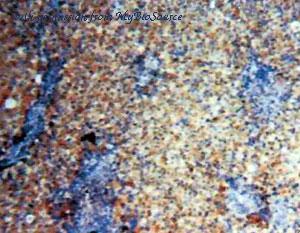 MyBioSource MBS2529770 image 2