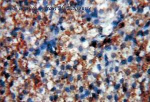 MyBioSource MBS2529770 image 3