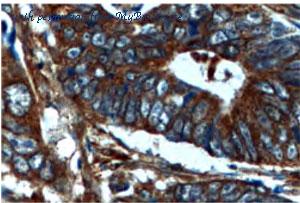 MyBioSource MBS2529785 image 1