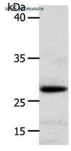 MyBioSource MBS2530210 image 1