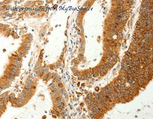 MyBioSource MBS2530210 image 3