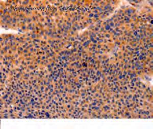 MyBioSource MBS2530288 image 1