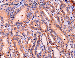 MyBioSource MBS2530288 image 2