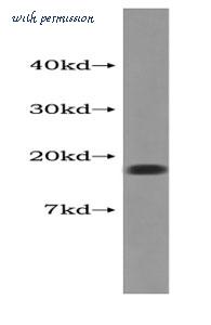 MyBioSource MBS2530330 image 1