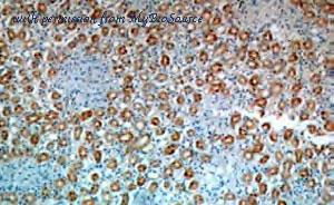 MyBioSource MBS2530330 image 2