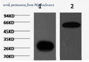 MyBioSource MBS2533748 image 1