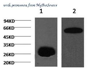 MyBioSource MBS2533748 image 2