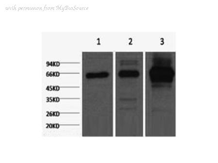 MyBioSource MBS2534443 image 1