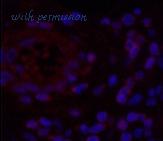 MyBioSource MBS2534443 image 3