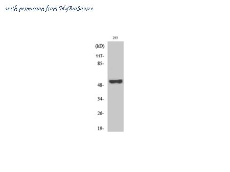MyBioSource MBS2535471 image 1