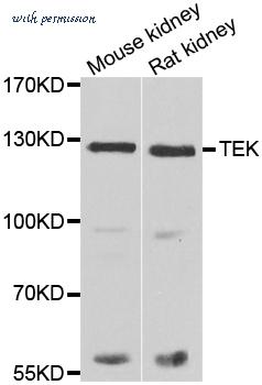 MyBioSource MBS2537405 image 1