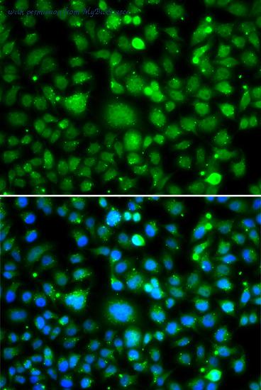 MyBioSource MBS2537405 image 2