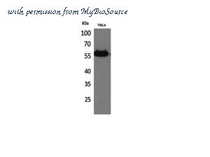 MyBioSource MBS2538036 image 1