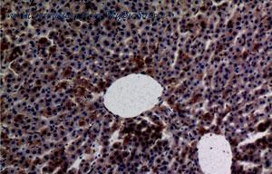 MyBioSource MBS2538036 image 2