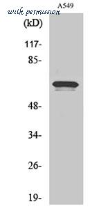 MyBioSource MBS2538144 image 1