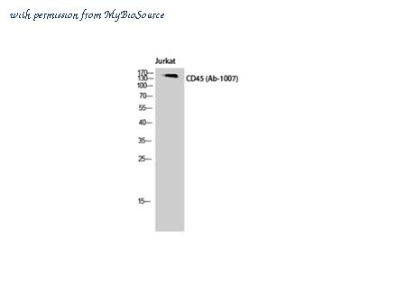 MyBioSource MBS2538847 image 1