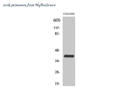 MyBioSource MBS2539162 image 1