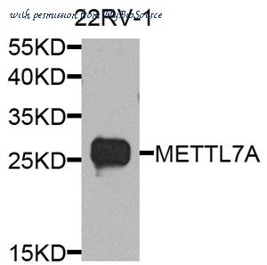 MyBioSource MBS2540941 image 1