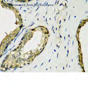 MyBioSource MBS2540941 image 2