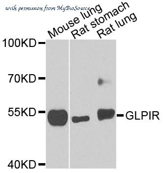 MyBioSource MBS2541261 image 1