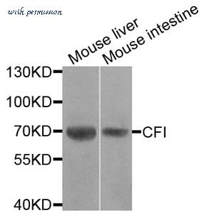 MyBioSource MBS2541290 image 1