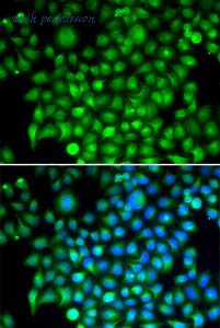 MyBioSource MBS2541290 image 2