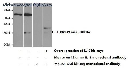 MyBioSource MBS2541949 image 1