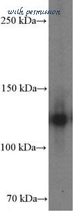 MyBioSource MBS2542139 image 1