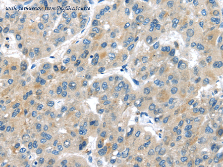 MyBioSource MBS2542755 image 1