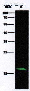 MyBioSource MBS2544336 image 1