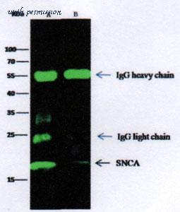 MyBioSource MBS2544336 image 2