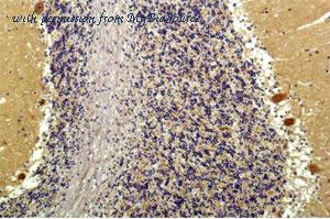 MyBioSource MBS2548977 image 1