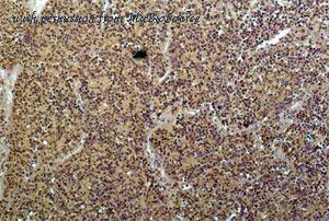 MyBioSource MBS2548977 image 2