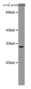 MyBioSource MBS2549155 image 1