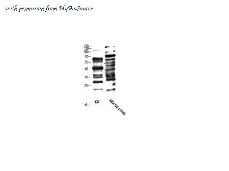 MyBioSource MBS2549218 image 1