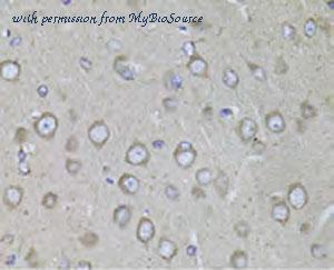 MyBioSource MBS2552261 image 2