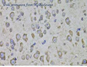 MyBioSource MBS2552261 image 3