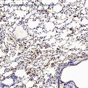 MyBioSource MBS2556115 image 1