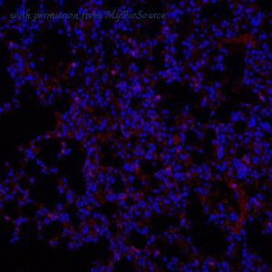 MyBioSource MBS2556115 image 2