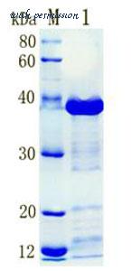 MyBioSource MBS286271 image 1