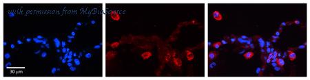 MyBioSource MBS3209429 image 1